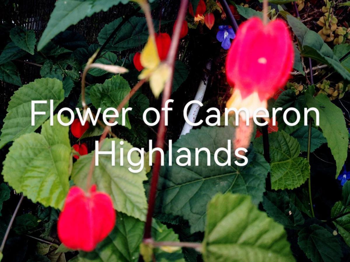 Lily Homestay Barrington Square Cameron Highlands. Brinchang Esterno foto